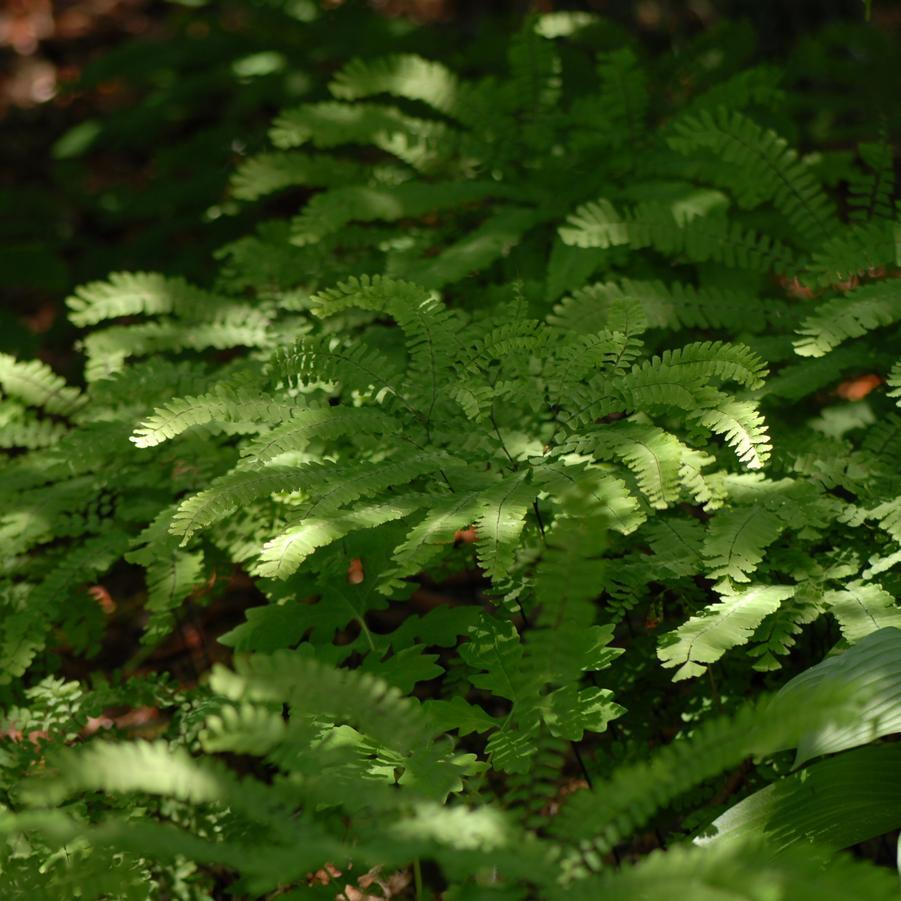 Green fern fronds in a shade garden