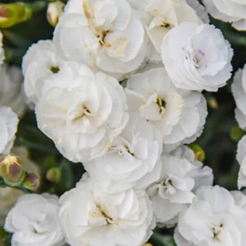 Gros plan sur les fleurs blanches de l'œillet blanc « Whipped Cream ».