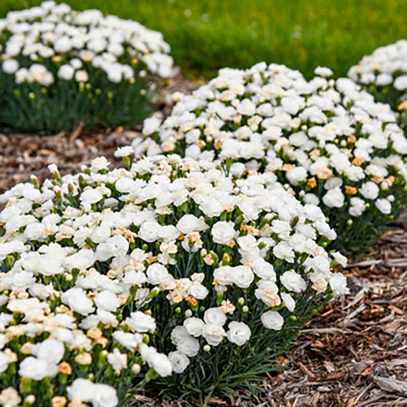 Une rangée d'œillets blancs «&nbsp;Whipped Cream&nbsp;» dans le jardin