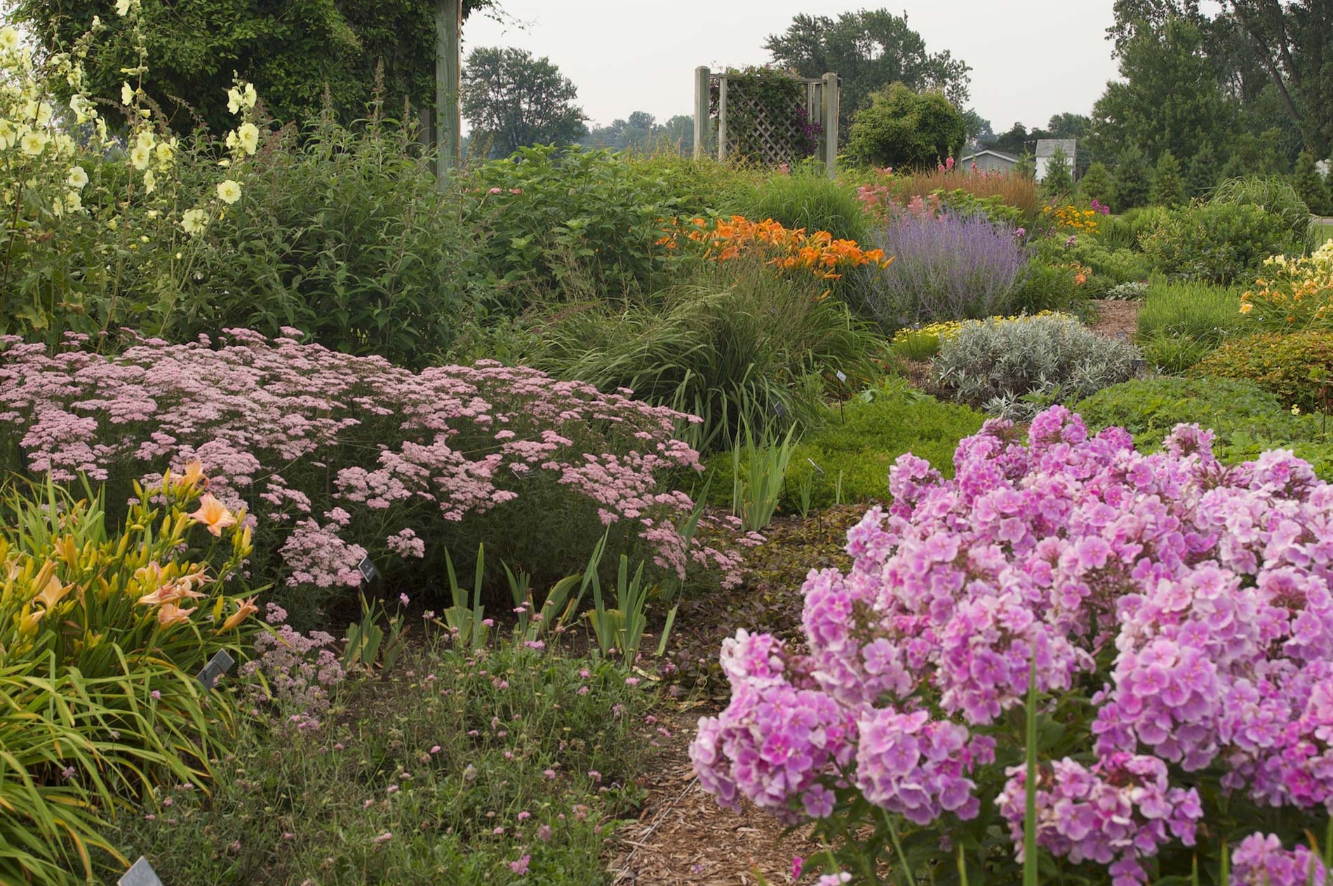 garden with different types of pink blooming flowers