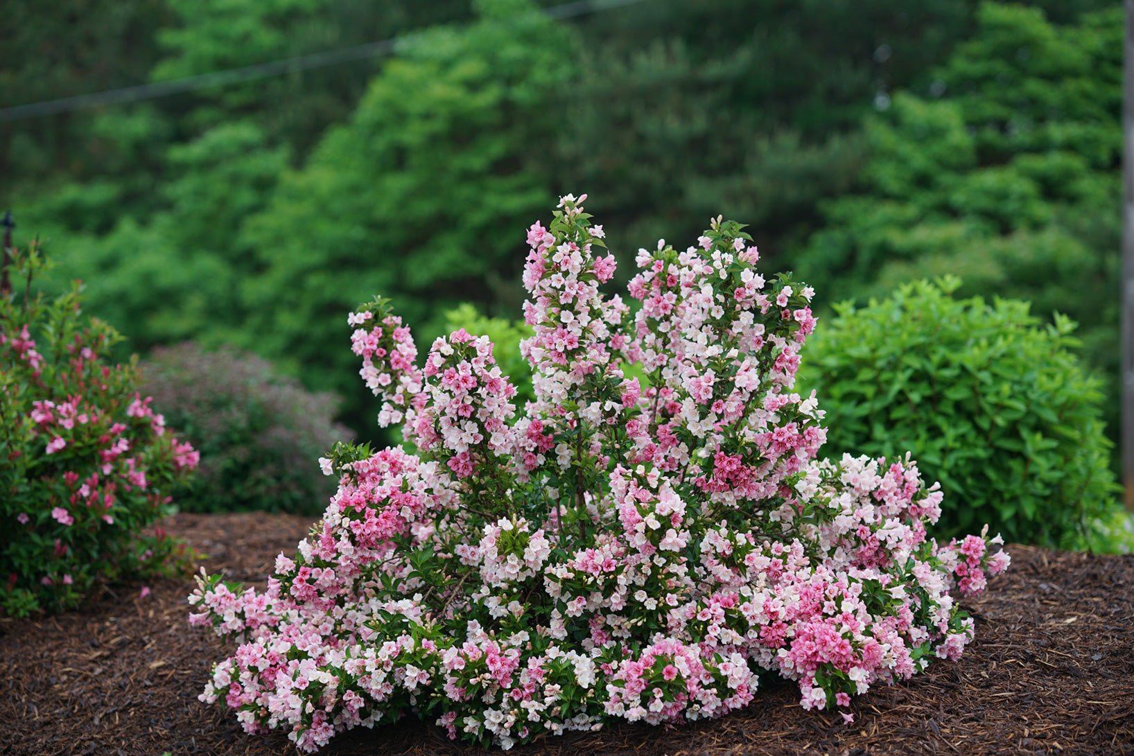 Weigela dans le jardin