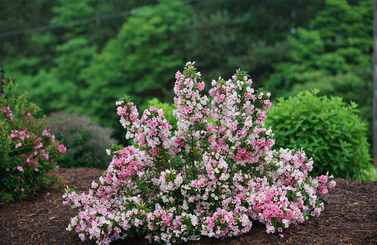 petite flowering shrub with pink and white flowers
