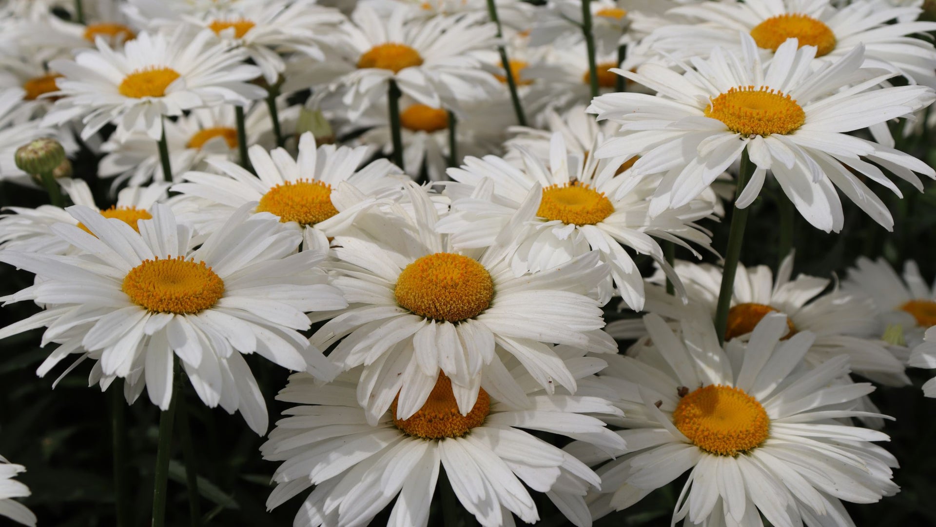 Daisy Flowers For Sale