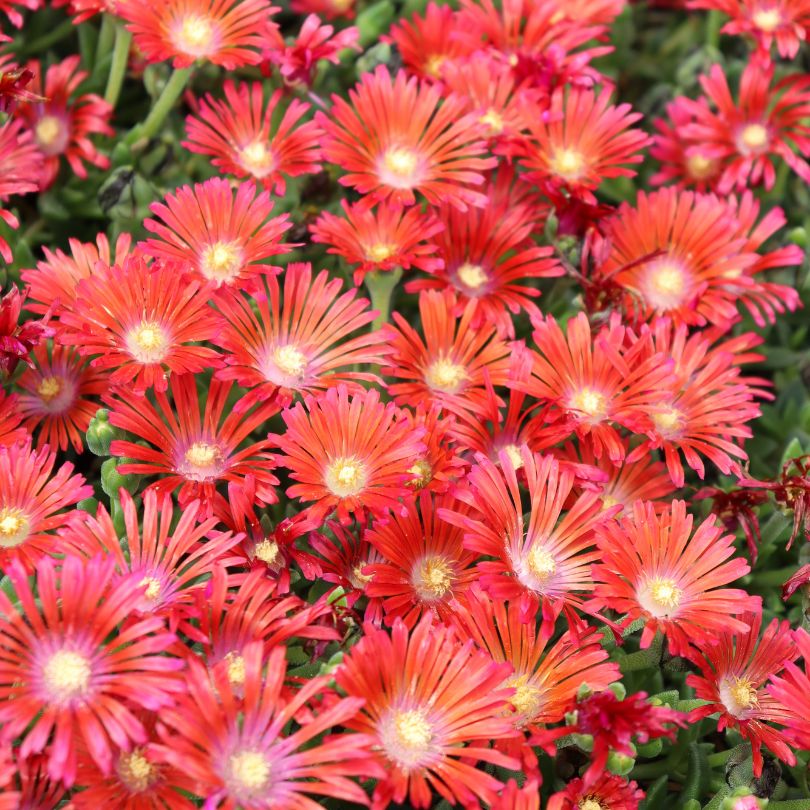 Close-up of vibrant orange/pink ice plant flowers with green leaves