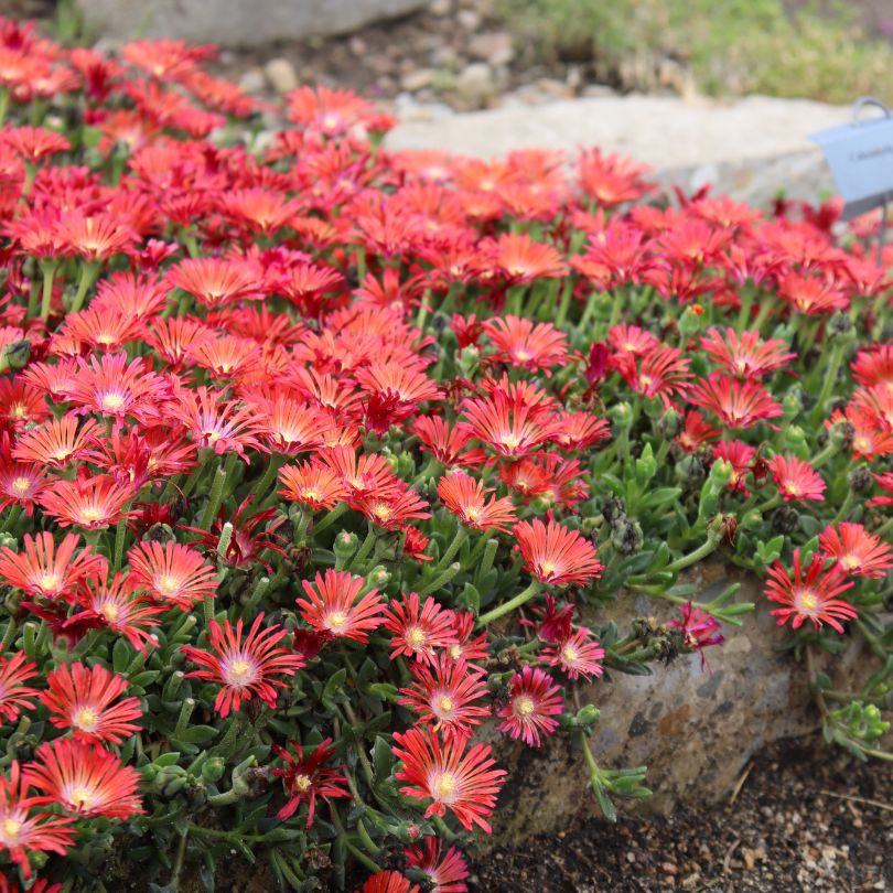 Cluster of red ice plant flowers with green leaves on a blurred natural background