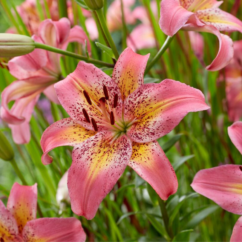 Gros plan sur une fleur de lys rose 'Fancy Dance' tachetée de rouge