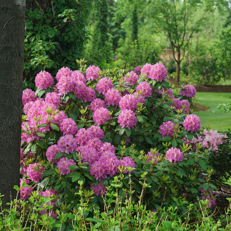 Beautiful rhododendron blooms in a shady garden hedge
