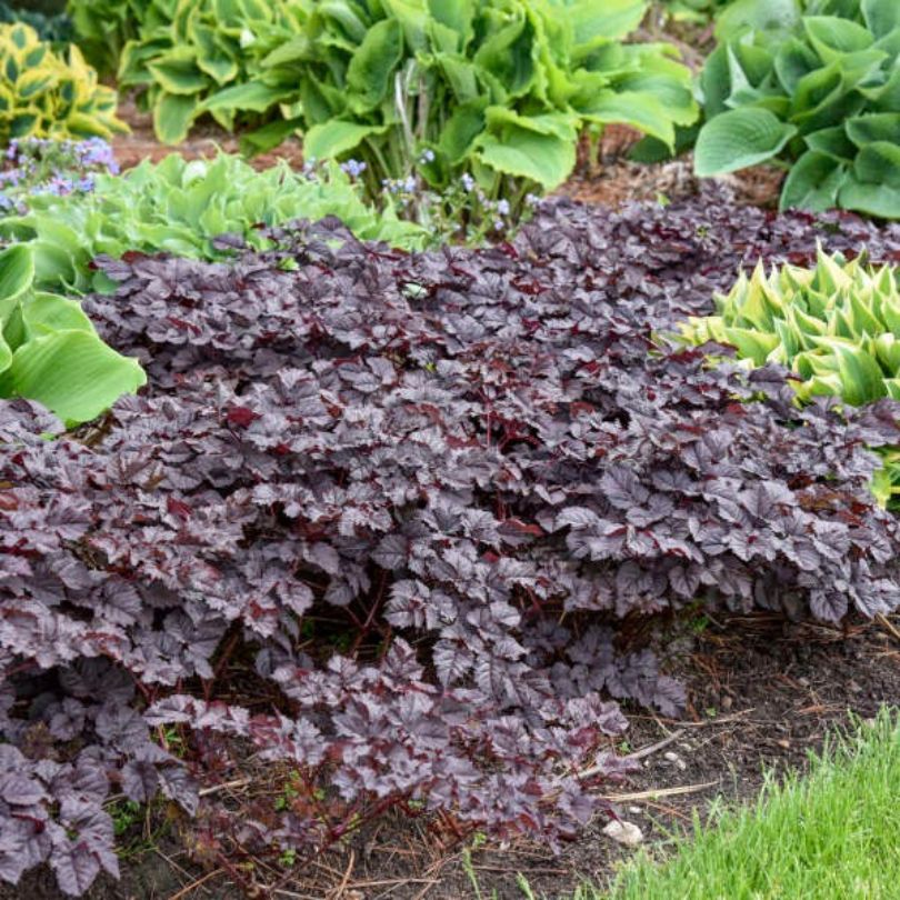 'Dark Side of the Moon' Astilbe