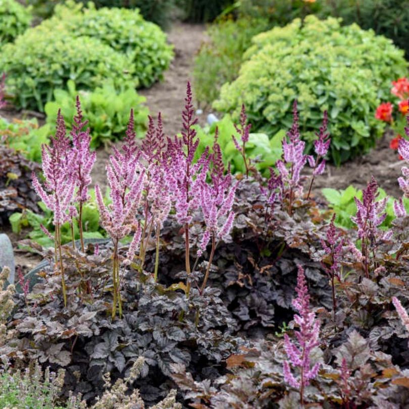 Purple astilbe flowers in a garden setting with green shrubs and a path.
