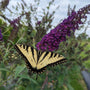 Butterfly perched on a purple flower with a blurred natural background