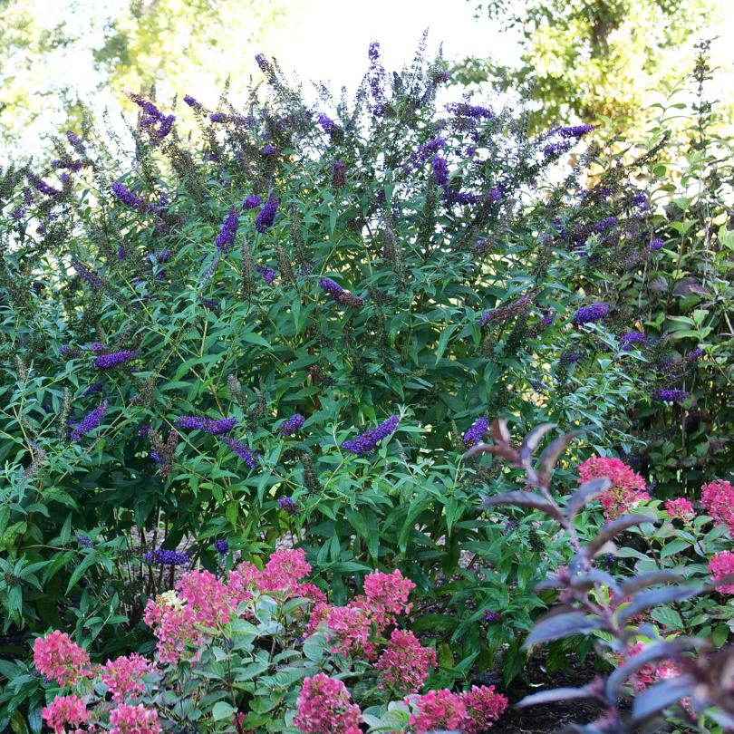 Darkest Night™ butterfly bush with purple flowers in a garden setting