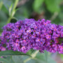 Close-up of a Darkest Night™ butterfly bush branch with purple flowers and green leaves.