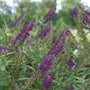 Purple flowering Darkest Night™ butterfly bush with green leaves in a natural setting