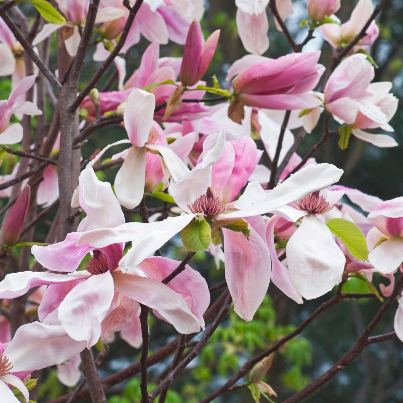 Gros plan sur des fleurs de magnolia rose 'Daybreak' sur une branche d'arbre, avec un fond vert flou.