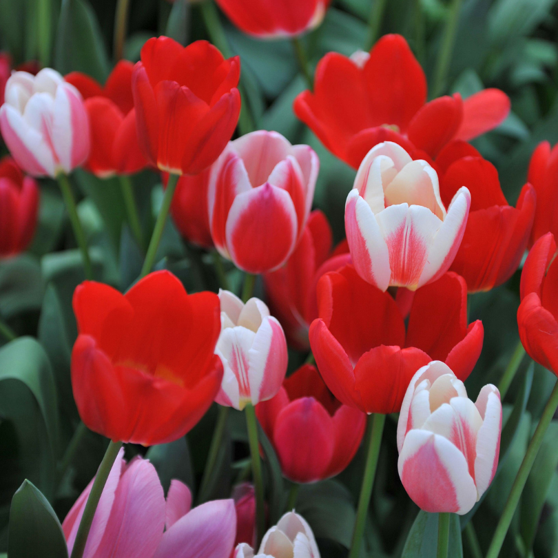 Gros plan sur un mélange de tulipes 'Delight' rouges, roses et blanches à feuilles vertes.