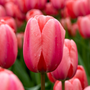 Gros plan sur une tulipe rose Design Impression avec des gouttelettes d'eau, entourée d'autres tulipes.