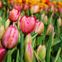 Gros plan sur des tulipes Design Impression roses et jaunes avec des tulipes multicolores floues en arrière-plan