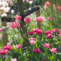 Tulipes roses en pleine floraison dans un jardin avec une clôture en bois et un arrière-plan flou.