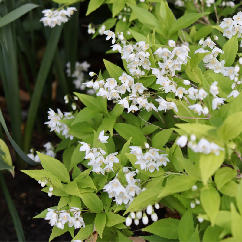 Chardonnay Pearls Deutzia with delicate bell shaped white flowers.