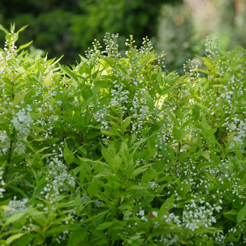 White bell-shaped flowers begin as small white pearls on the landscape, making for a popping display. 