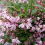 Close up of Yuki Kabuki deutzia flower bloom in spring.