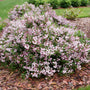 Yuki Kabuki Deutzia shrub with boasting deep pink flowers in spring. 