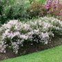 Yuki Kabuki deutzia landscape hedging with pink blooms in the garden. 