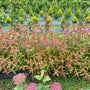 Kodiak Red 2.0 Diervilla shrub with red foliage in the field.