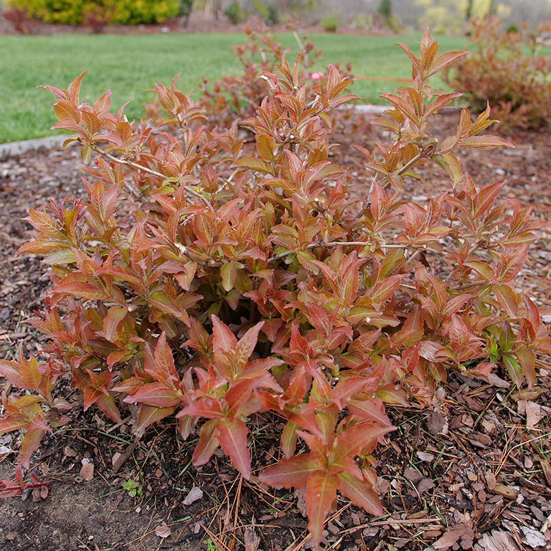 Kodiak Red 2.0 Diervilla shrub with bright intense red foliage in the garden.