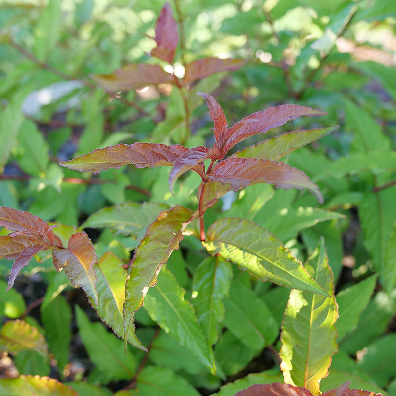 Close up of Kodiak Red 2.0 Diervilla foliage in spring.