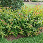 Kodiak Red 2.0 Diervilla shrub with green foliage in spring.