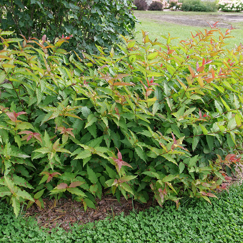 Kodiak Red 2.0 Diervilla shrub with green foliage in spring.