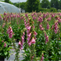 Field of pink foxglove flowers