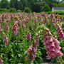 Field of pink foxglove flowers