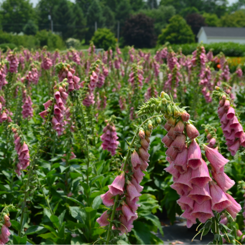 Field of pink foxglove flowers