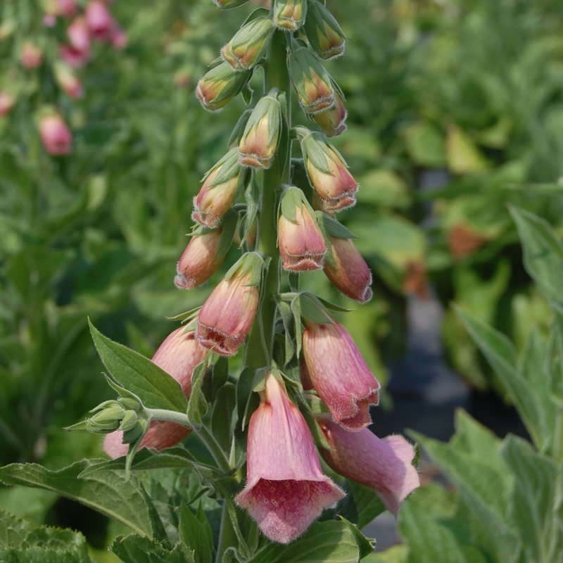 Field of pink foxglove flowers