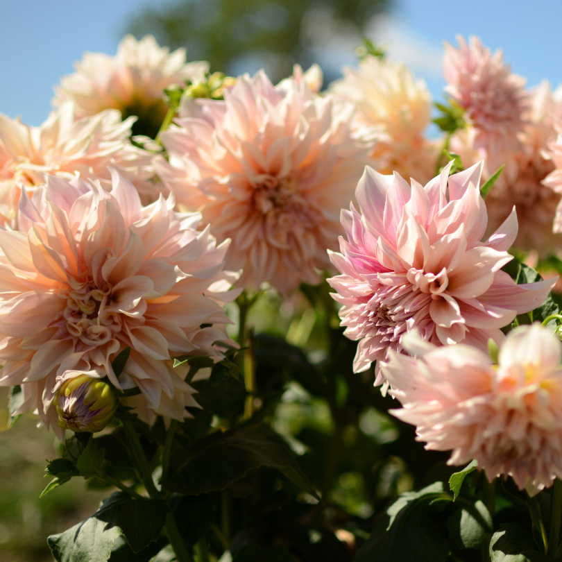 Cluster of beautiful dinnerplate dahlia flowers