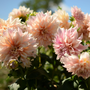 Cluster of beautiful dinnerplate dahlia flowers