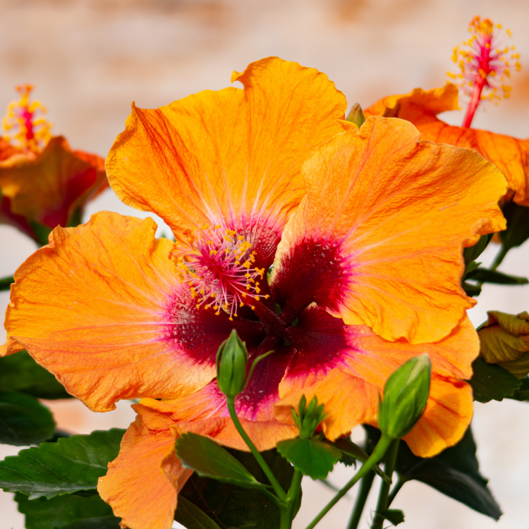 Close-up of an orange and pink hibiscus flower with a blurred background