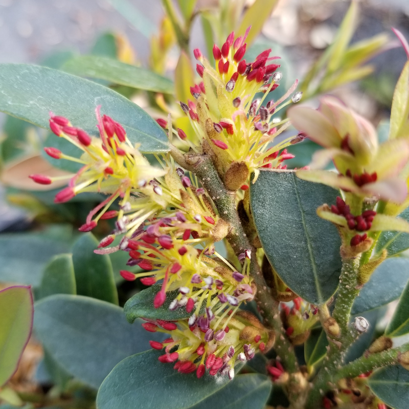 Flowers on Buckhead Bold Distylium have unique texture