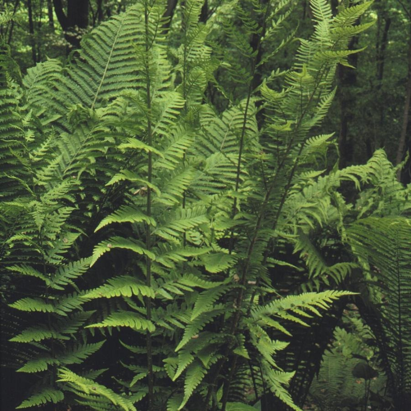 Beautiful large green fern in a shade garden