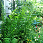 Bright green fern fronds in a shade garden