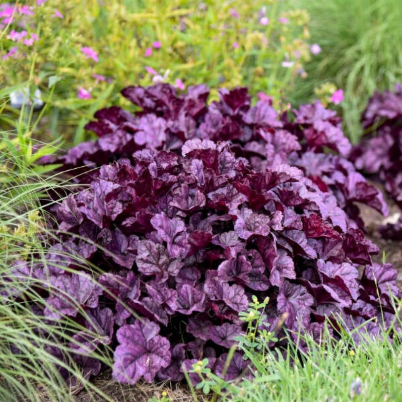 Vivid purple foliage from Dolce® 'Wildberry' Coral Bells (Heuchera)