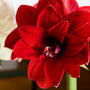 Close-up of a vibrant red amaryllis flowers with a blurred background