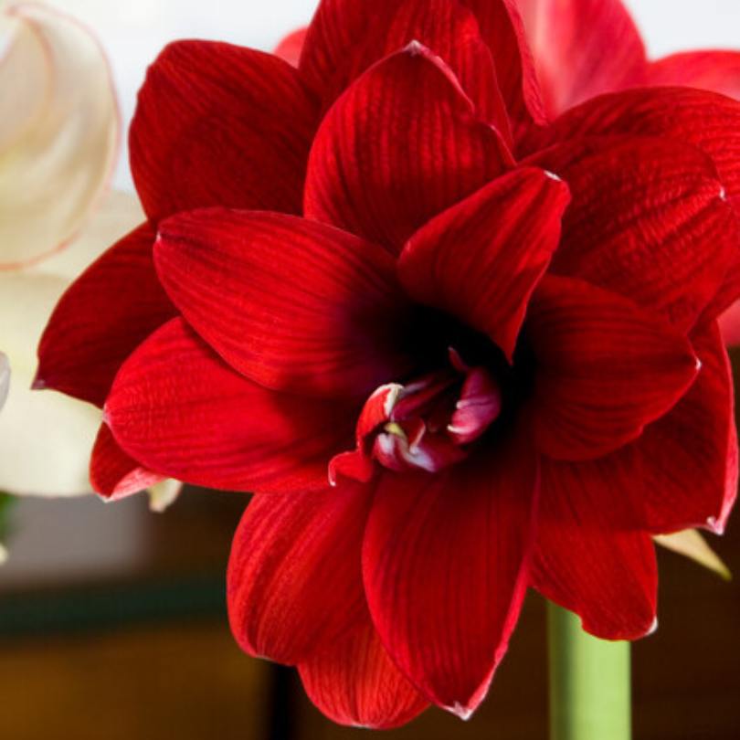 Close-up of a vibrant red amaryllis flowers with a blurred background
