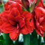 Close-up of vibrant red amaryllis flowers with green leaves in the background