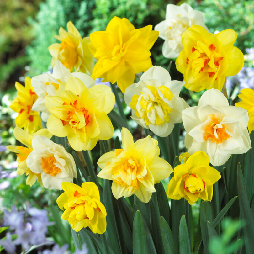 Bouquet de jonquilles doubles jaunes et blanches sur fond vert flou