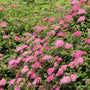Fleurs rose vif contrastant avec le feuillage vert de la spirée Double Play Princess