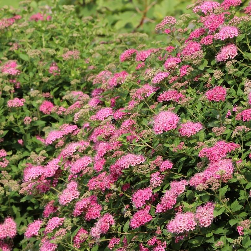 Fleurs rose vif contrastant avec le feuillage vert de la spirée Double Play Princess
