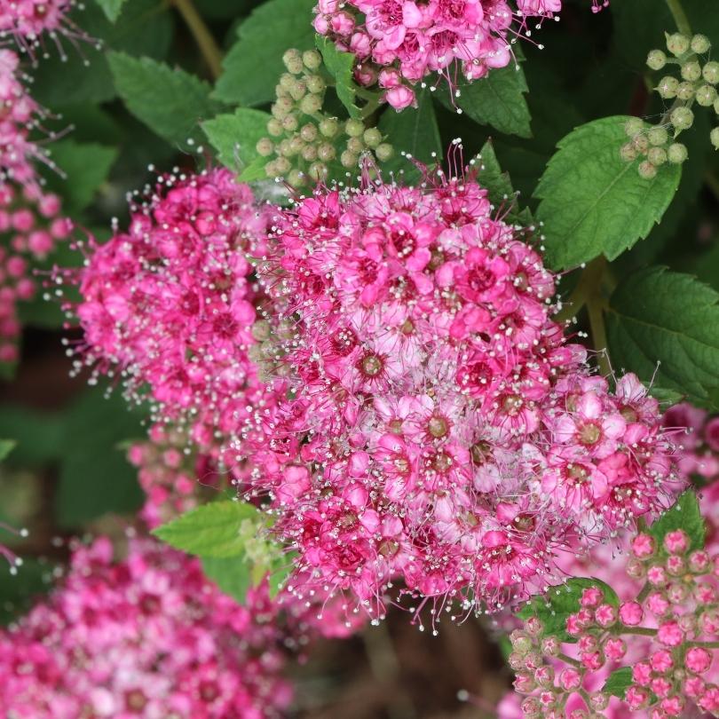 Gros plan sur des fleurs rose vif et rose pâle de la spirée Princess Double Play